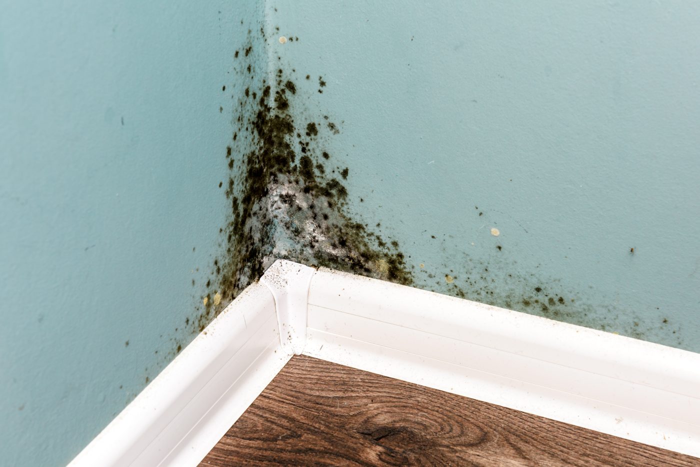 restoration work by Mold Solutions in Frankfort, IL (photo 2 of 5)