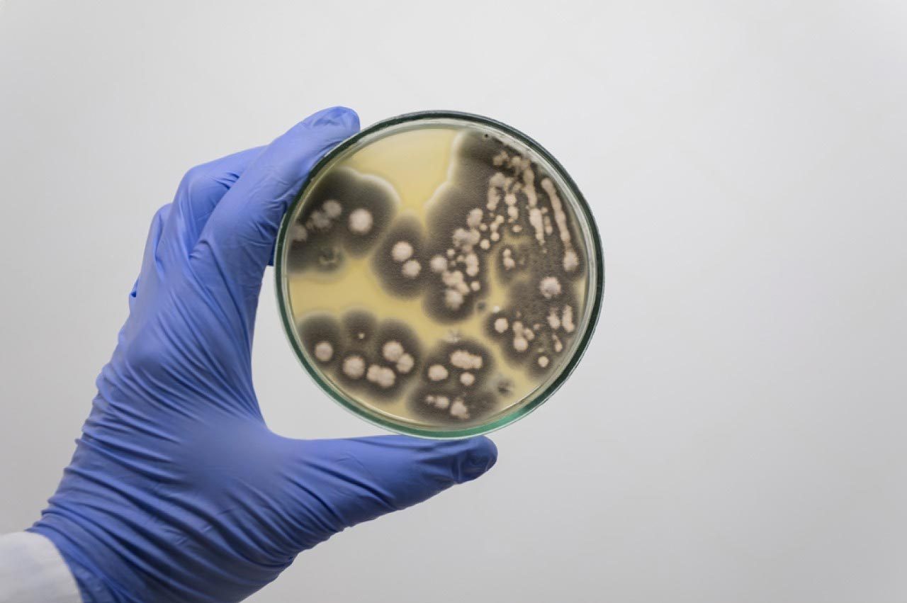 Mold Solutions & Inspections — restoration services in Folcroft, PA